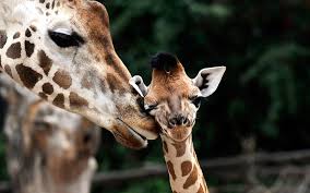 Résultat de recherche d'images pour "bébé girafe"