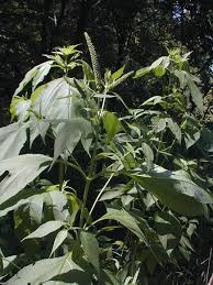 Giant Ragweed (Ambrosia trifida)