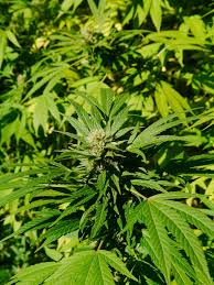 Cannabis sativa - Wikipedia