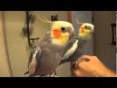 2 parrots singing and talking parrots cursing parrot