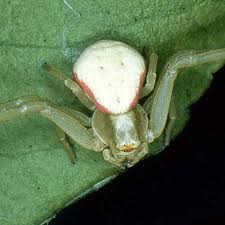 Myth: All spiders make webs | Burke Museum
