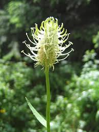 Phyteuma spicatum - Wikipedia