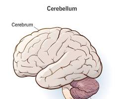 Image of Cerebellum brain