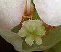 Pyrola minor (Small Shinleaf): Minnesota Wildflowers