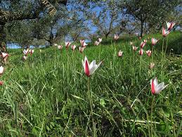 Scheda IPFI, Acta Plantarum Tulipa_clusiana
