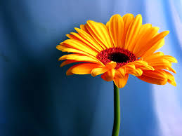 Image result for orange  and blue flowers