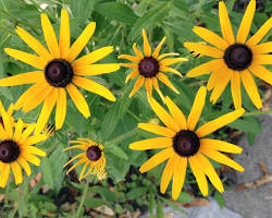 Image of Blackeyed Susans flower