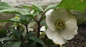 Helleborus niger: The Best Gift Plant Ever - White Flower Farm's blog