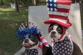 Image result for animals in 4th of july clothes