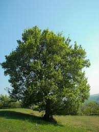 Aceraceae - Wikipedia