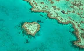 "Chlamydia Bacteria Coral Infestation Shocks Researchers in Great Barrier Reef"