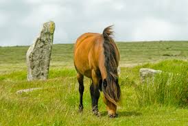 Image result for grazing horse