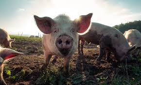 African Swine Fever Game-Changing Breakthrough: World