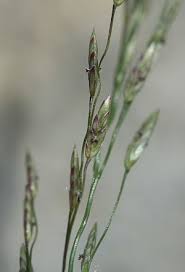 Tufted Love Grass (Eragrostis pectinacea)