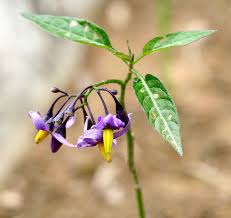 Solanum dulcamara - Wikipedia