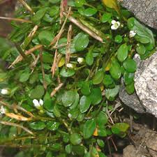 Cardamine bellidifolia (alpine bitter-cress): Go Botany