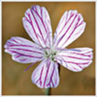 A new species of Dianthus (Caryophyllaceae) from Antalya, South ...