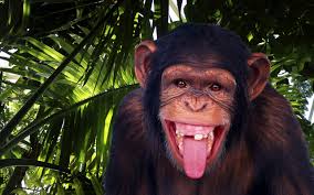 chimpanzee க்கான பட முடிவு