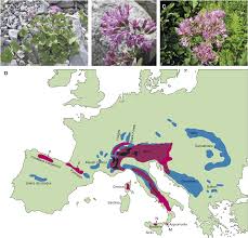 The phylogeny of the European high mountain genus <i ...