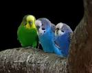 Pictures of 2 parrots talking back to prozac <?=substr(md5('https://encrypted-tbn2.gstatic.com/images?q=tbn:ANd9GcQZF26uHiSQZMr3bzettIMflAD5q-EfDJBBKHYUqwvmAURHdF7vTjzrJYg'), 0, 7); ?>