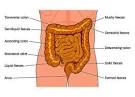 looseness of the bowels