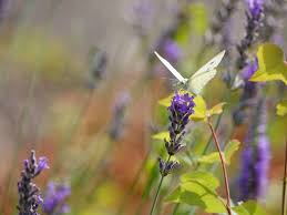 Lavandula latifolia Medik., Broadleaf lavender (World flora) - Pl ...