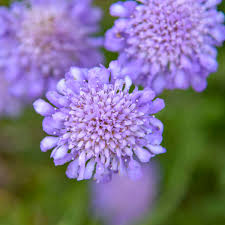Scabiosa columbaria 'Butterfly Blue' | Walters Gardens, Inc.