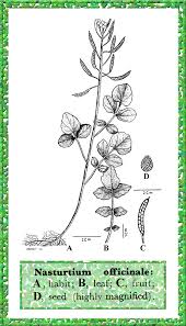 Nasturtium officinale in Flora of Pakistan @ efloras.org