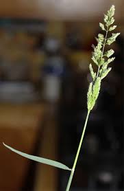 Polypogon viridis Calflora