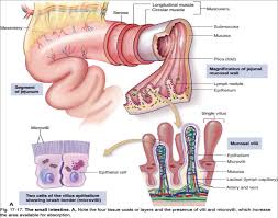 Image result for intestine villi