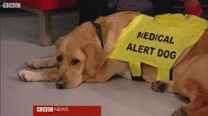 Image result for Dogs detecting low blood sugar images