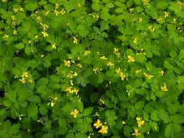 Chelidonium majus - Michigan Flora