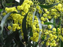 Acacia pycnantha - Wikipedia