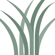 Plantago lanceolata Profile – California Invasive Plant Council