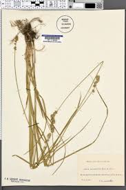 SEINet Portal Network - Carex polyphylla