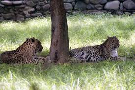 Image result for free pictures of chattbir zoo