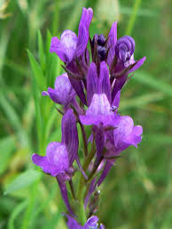Linaria pelisseriana – Wikipedia
