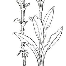 Dianthus barbatus (sweet William pink): Go Botany