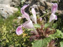 Lamium garganicum L. | Flora of Israel Online