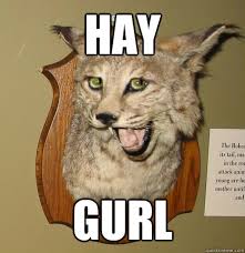 Flamboyant Bobcat memes | quickmeme via Relatably.com