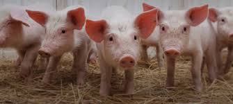 Image result for pigs
