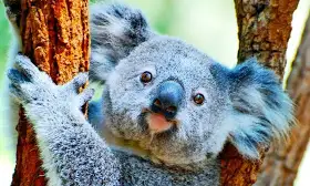 Why Australia has koalas and Spain has squirrels
