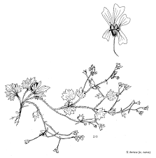 Sp. Saxifraga berica - florae.it
