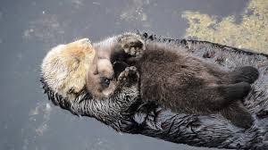 Image result for river otters hugging