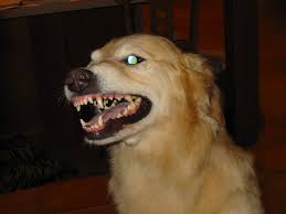 Image result for nasty big teeth dog