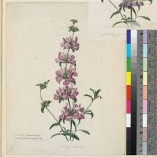 Stachys arenaria Vahl | Plants of the World Online | Kew Science