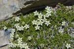 FLOREALPES : Minuartia rupestris subsp. rupestris / Minuartie des ...