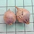 Allium subvillosum - Pacific Bulb Society