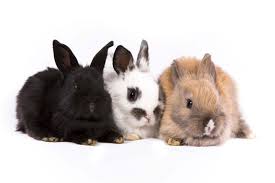 Image result for rabbits
