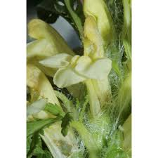 Pedicularis hacquetii Graf | Anthosart
